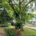 Jogging Track - Taman
